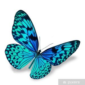 Meet your Posher, Ashli